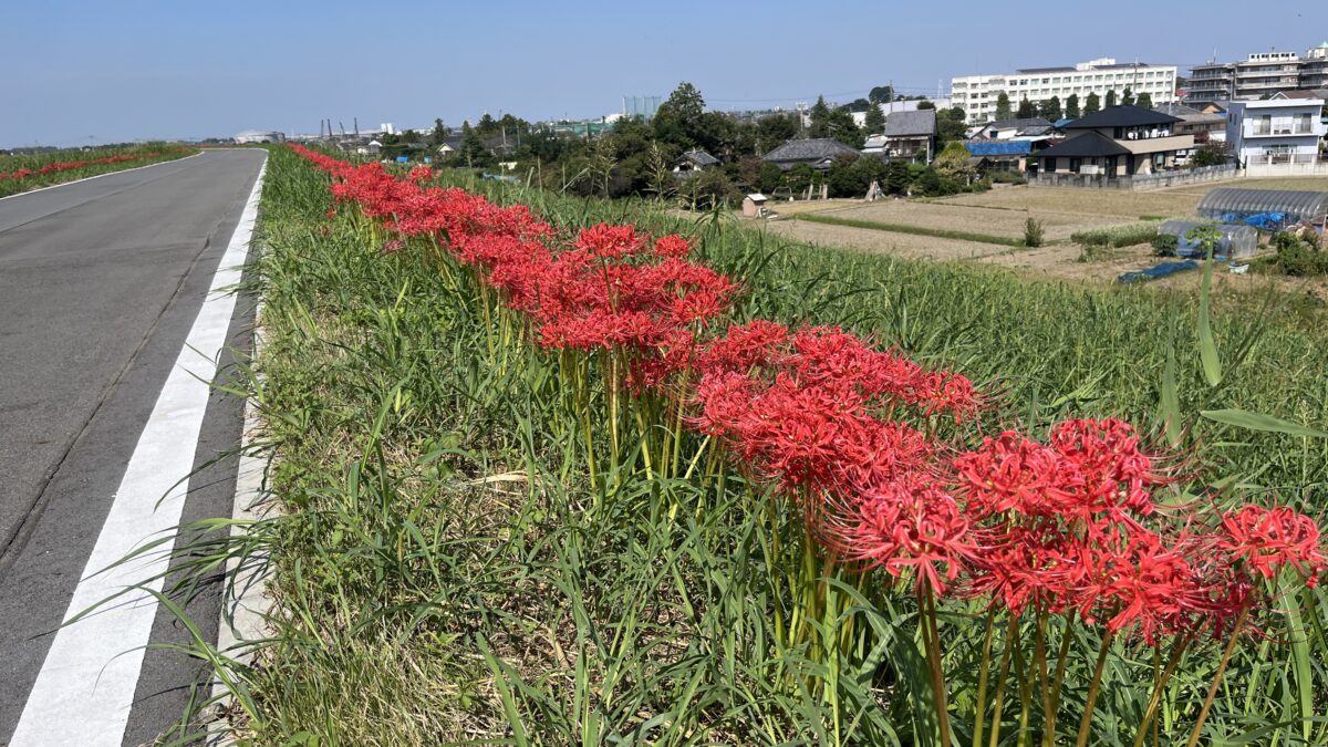 彼岸花群生地　大久保浄水場