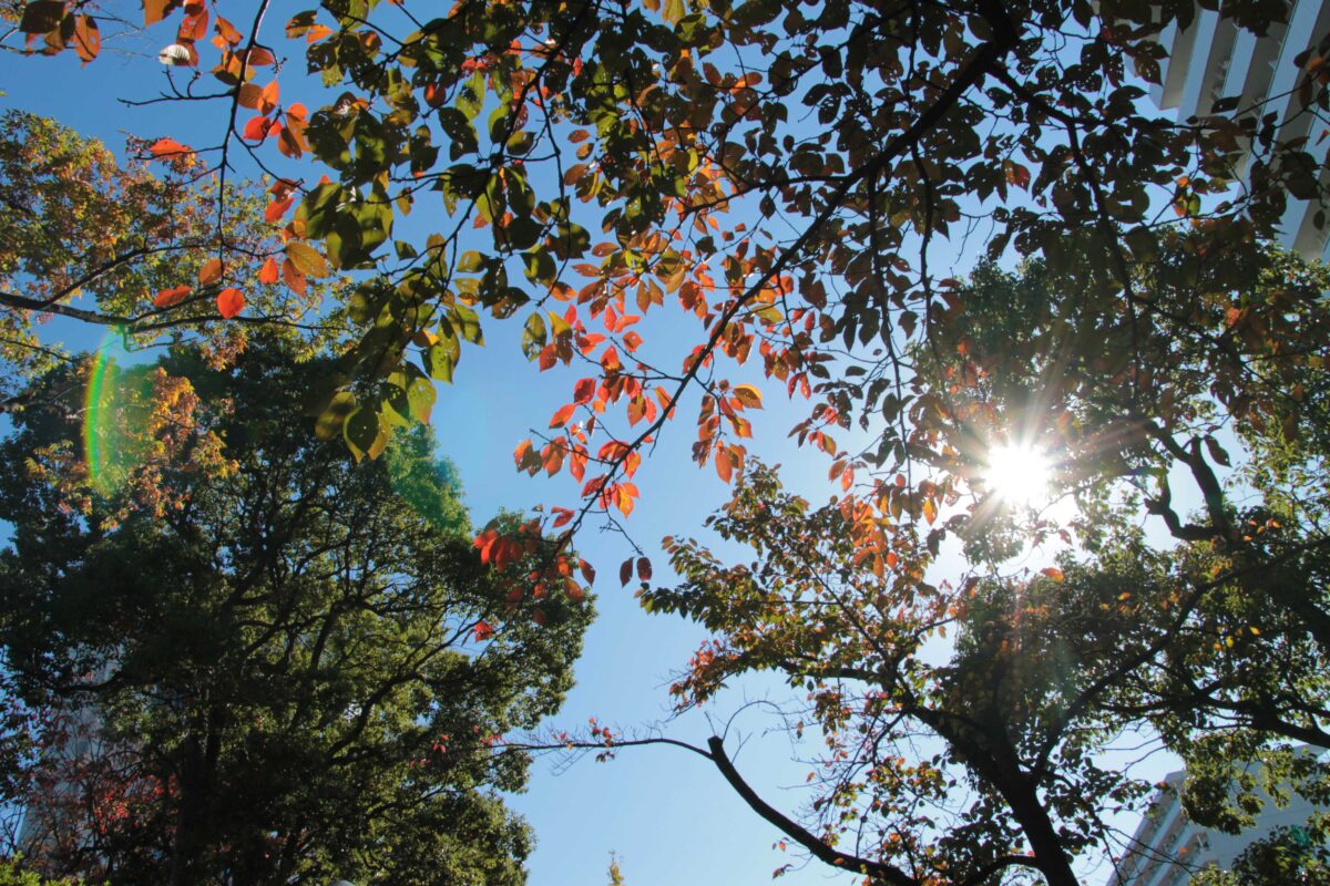 川口西公園