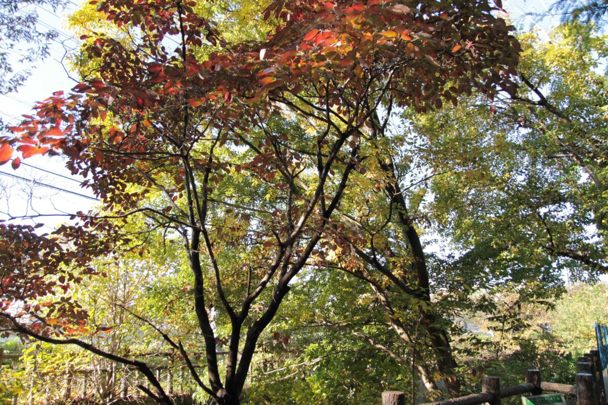 川口自然公園