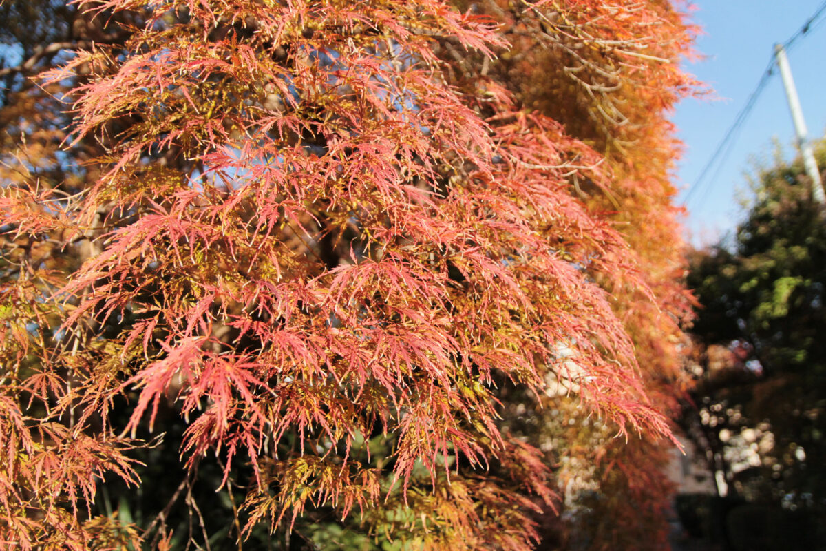 小林もみじ園　川口