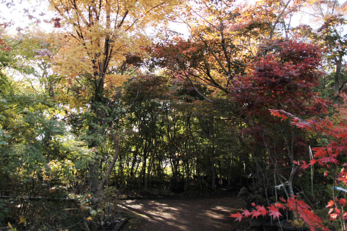 小林もみじ園　川口