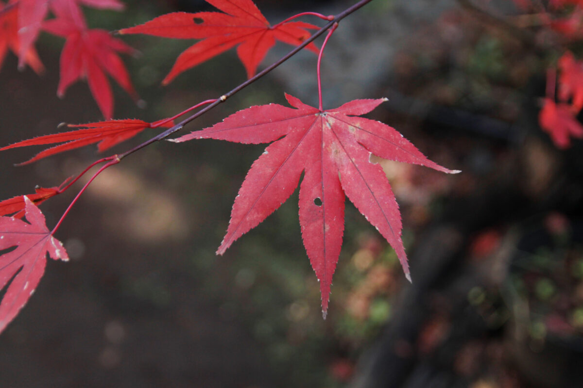 小林もみじ園　川口