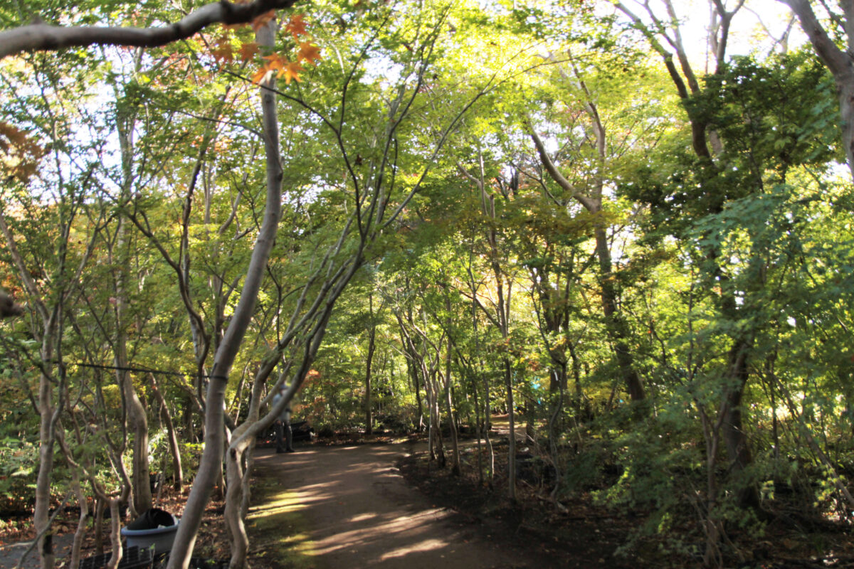 小林もみじ園　川口