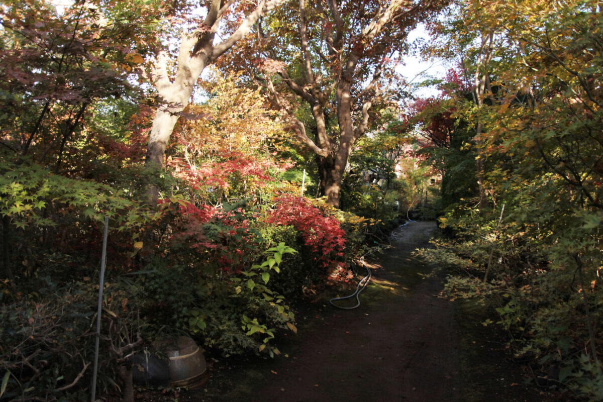 小林もみじ園　川口