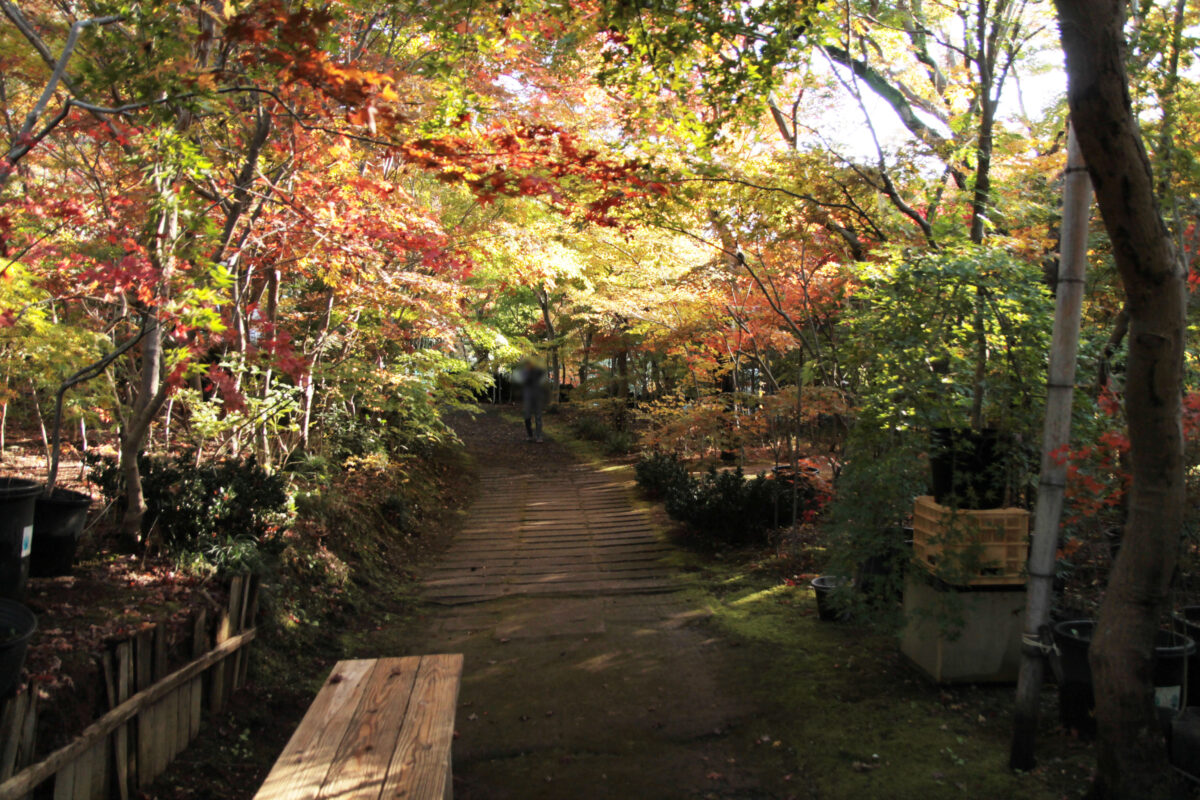 小林もみじ園　川口