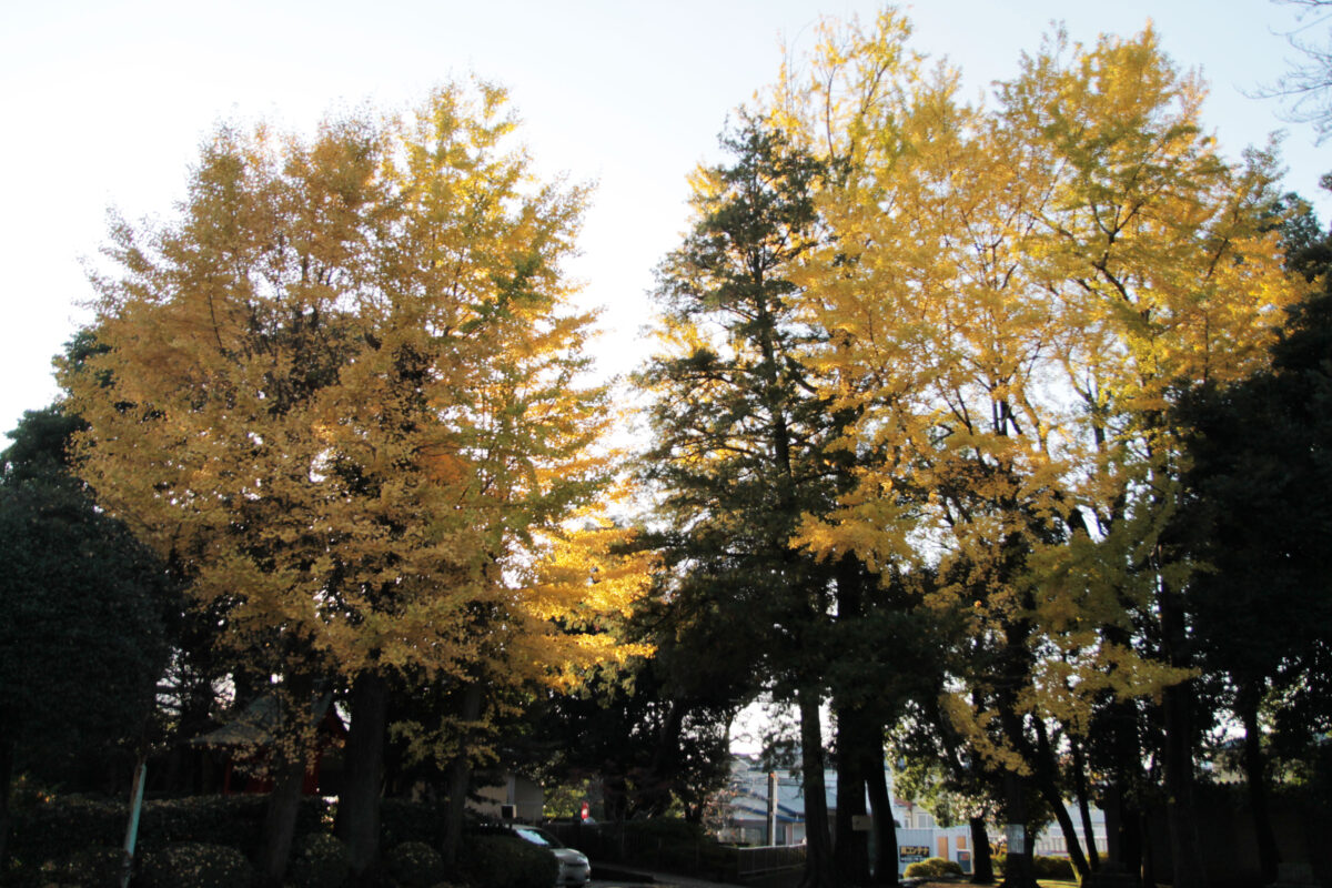 峯ヶ岡八幡神社　川口