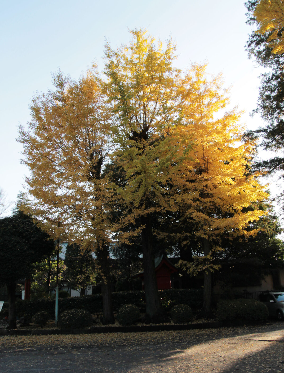 峯ヶ岡八幡神社　川口