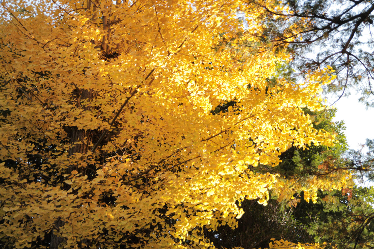 峯ヶ岡八幡神社　川口