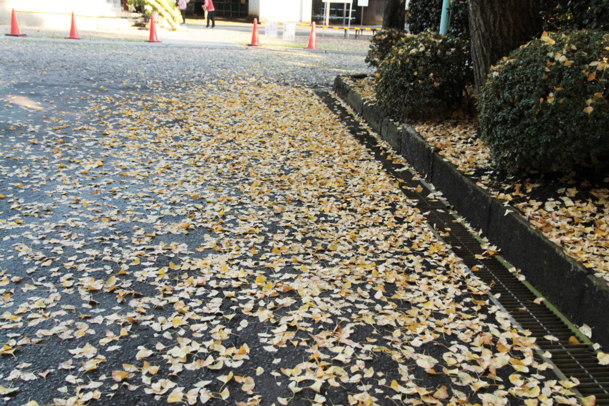 峯ヶ岡八幡神社　川口