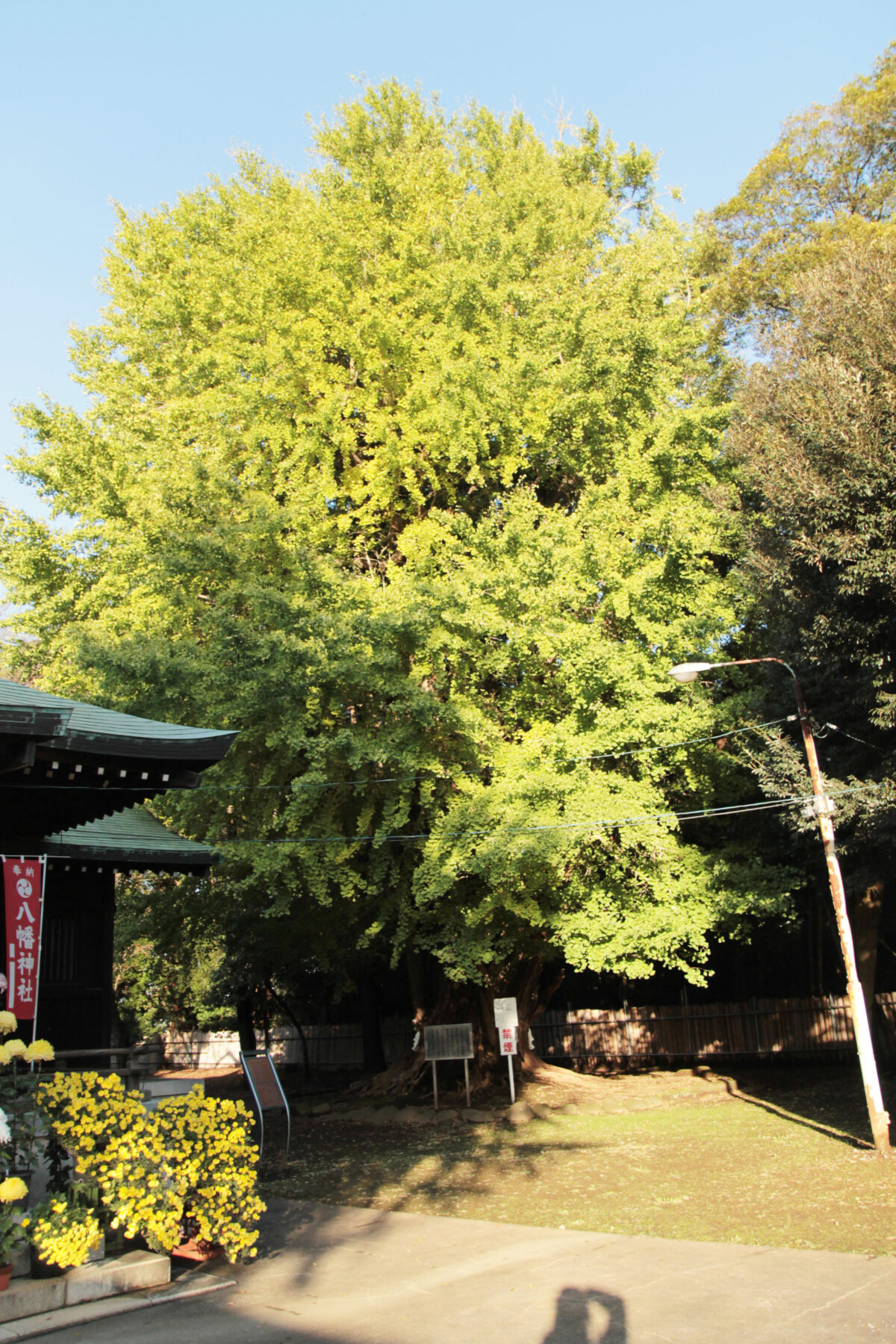 峯ヶ岡八幡神社　川口