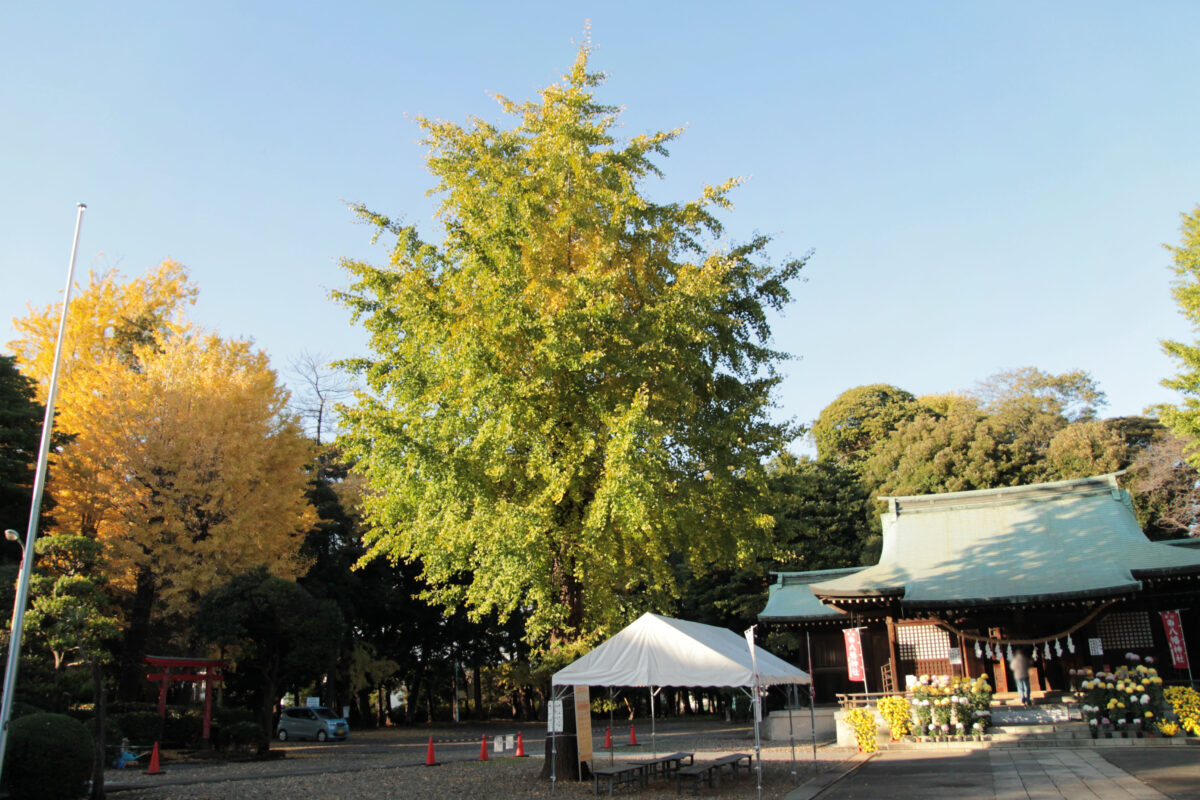 峯ヶ岡八幡神社　川口