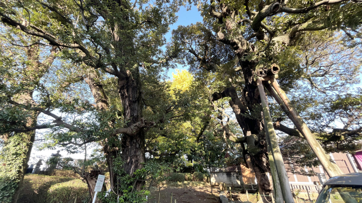 九重神社　川口