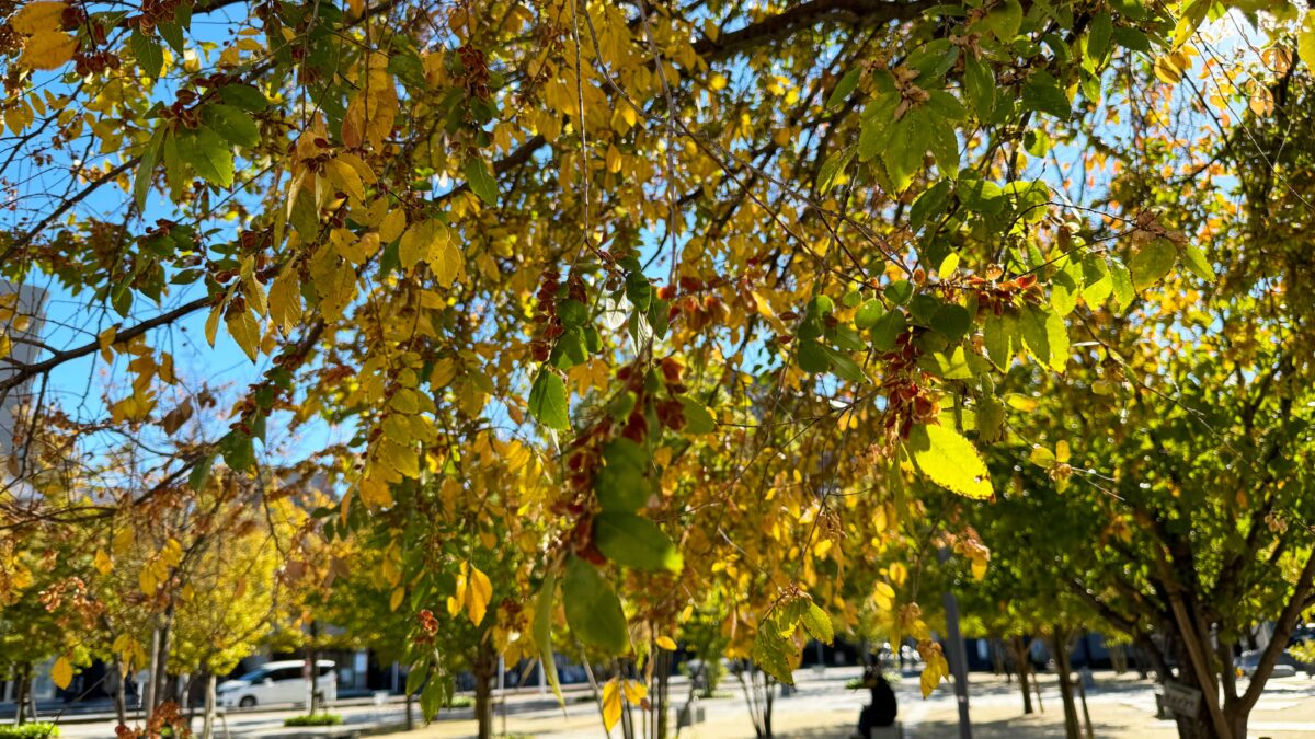 並木元町公園