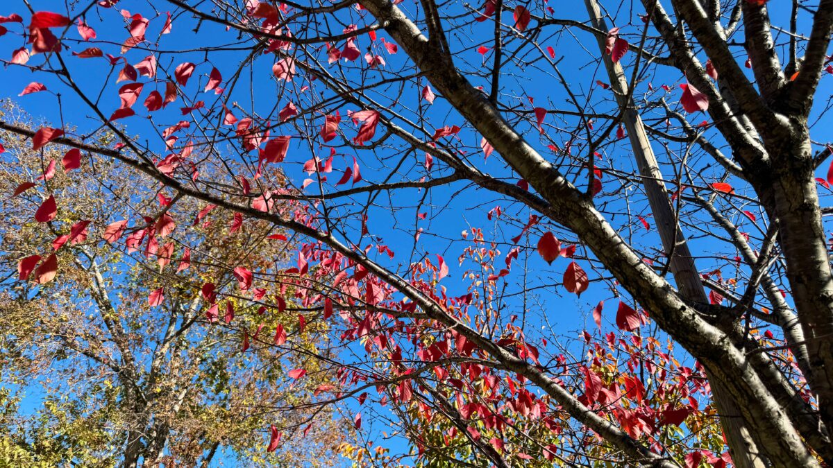 並木元町公園