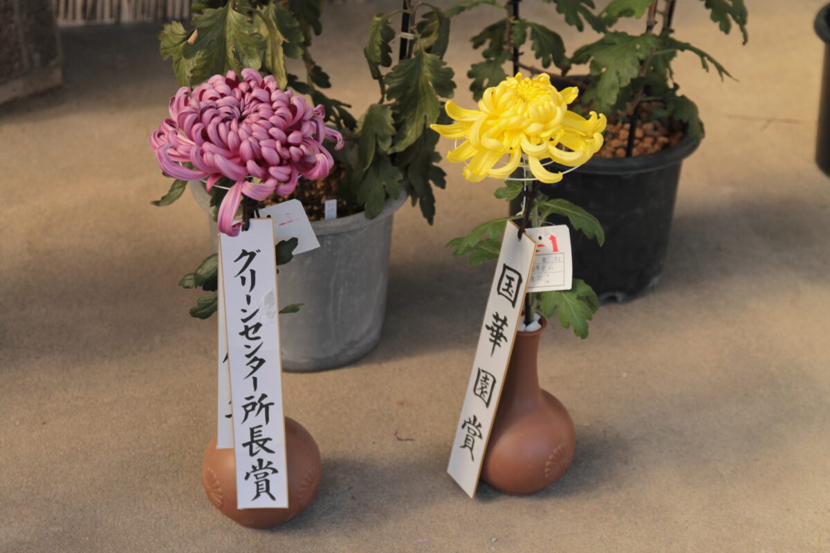 グリーンセンター 菊花展