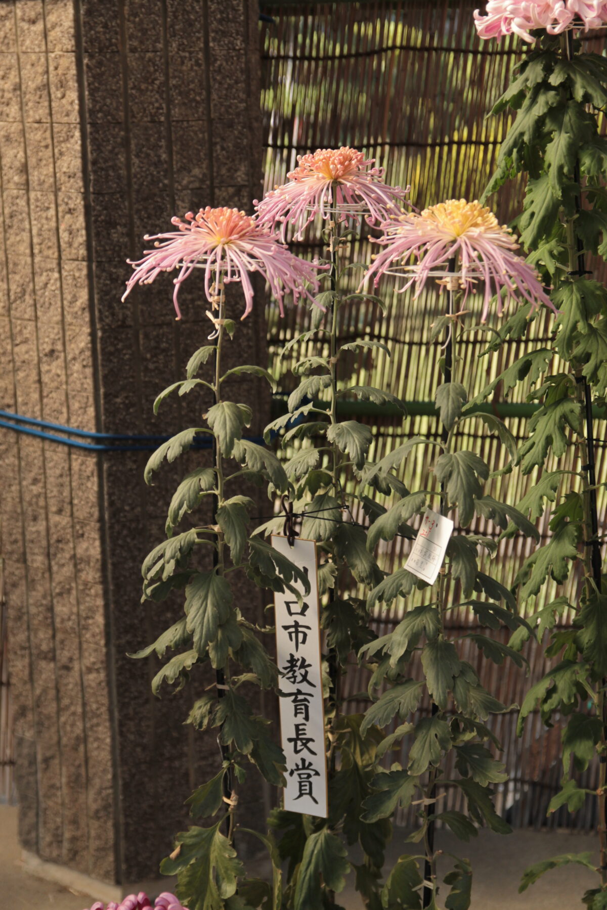 グリーンセンター 菊花展