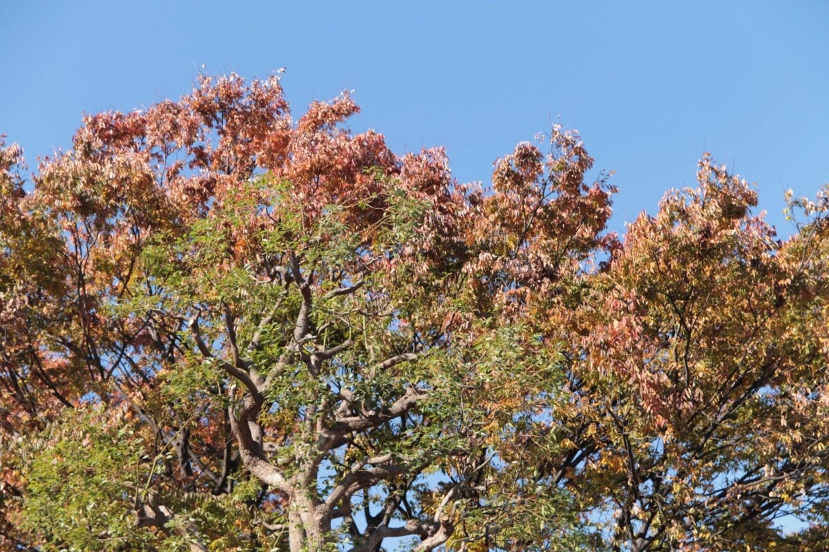 川口西公園