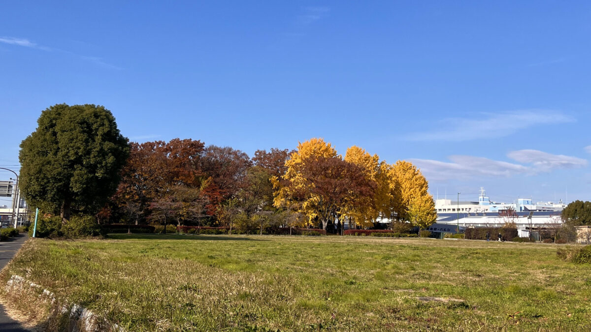 舎人公園 紅葉