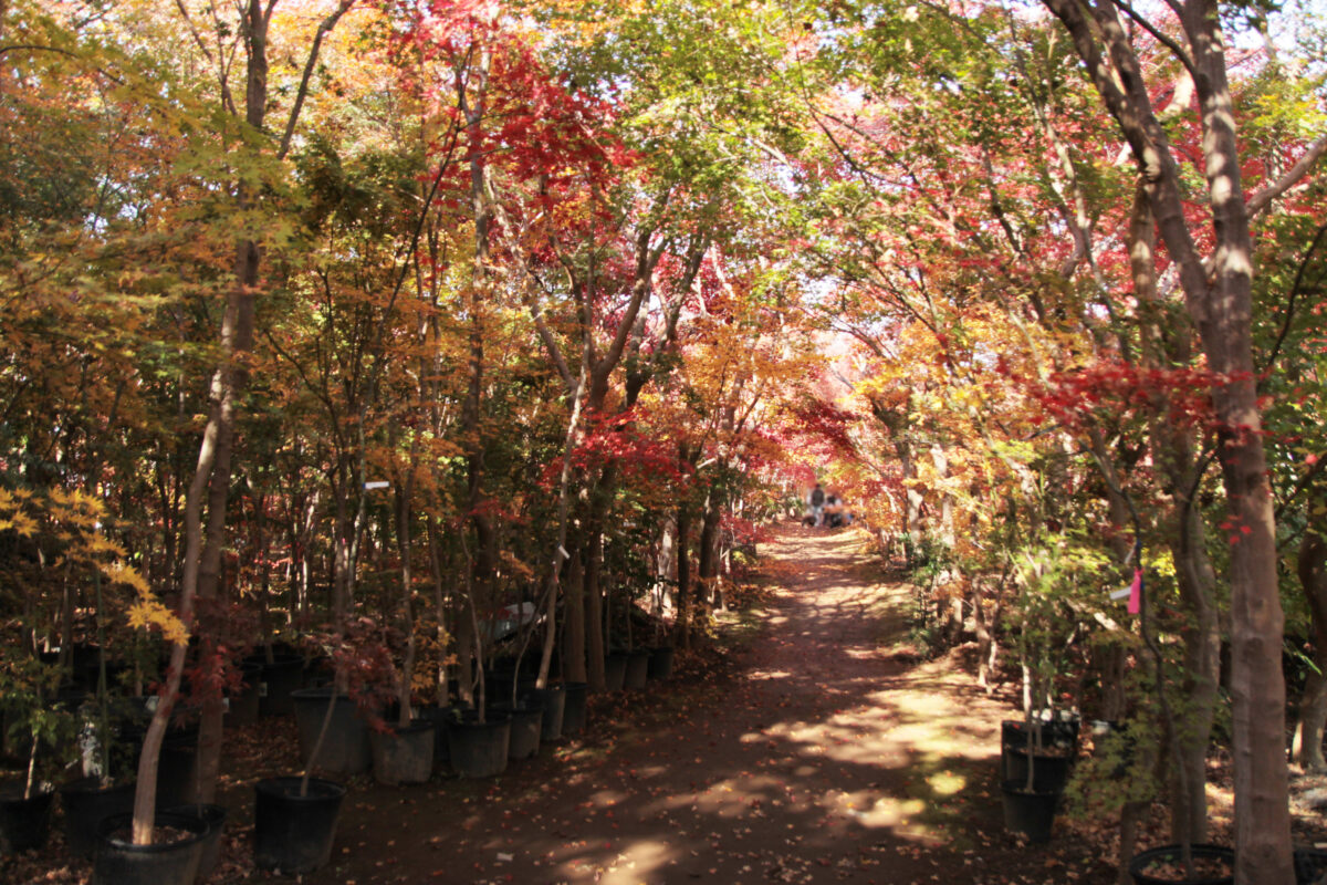 小林もみじ園　川口