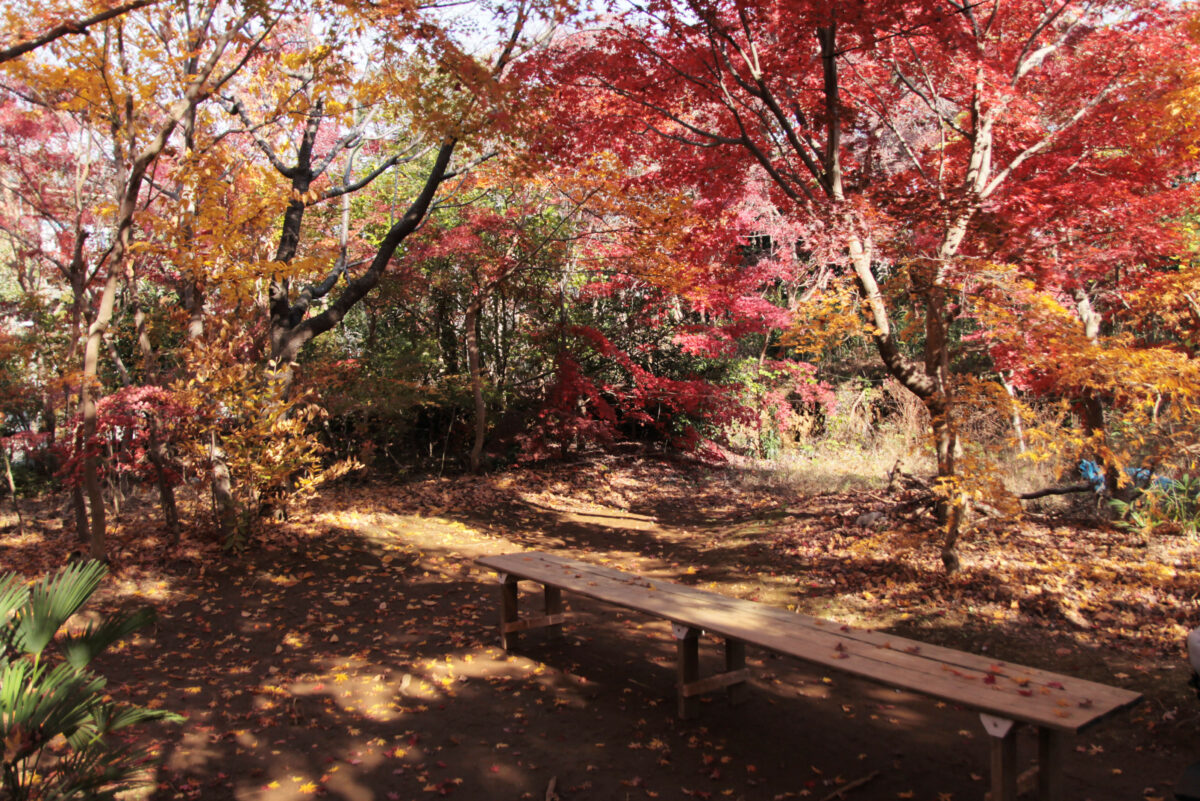 小林もみじ園　川口