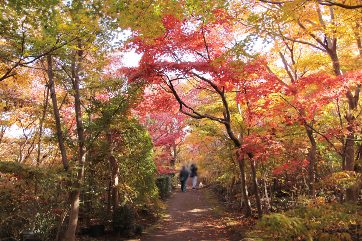 小林もみじ園　川口