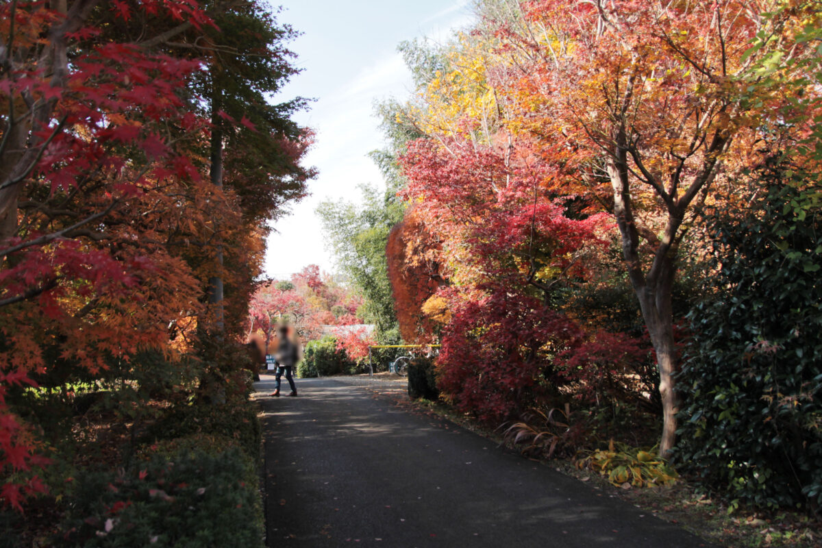 小林もみじ園　川口