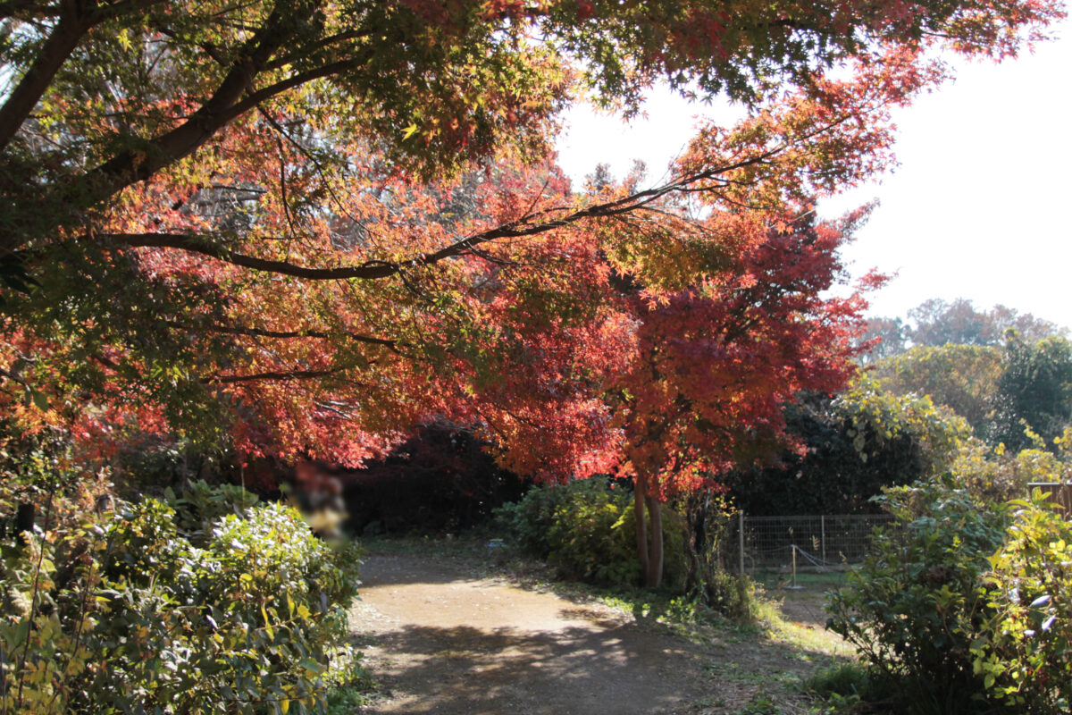 興禅院　川口