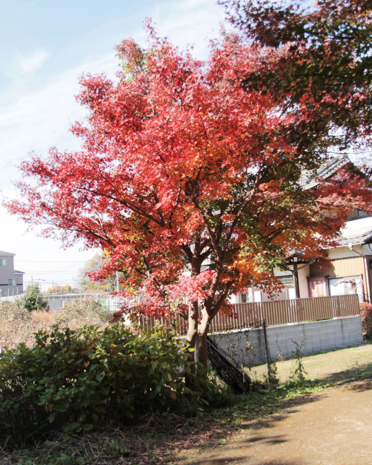 興禅院　川口