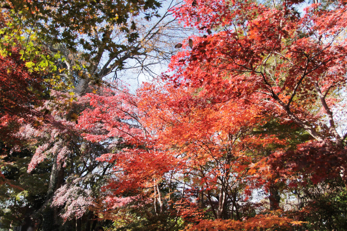 興禅院　川口