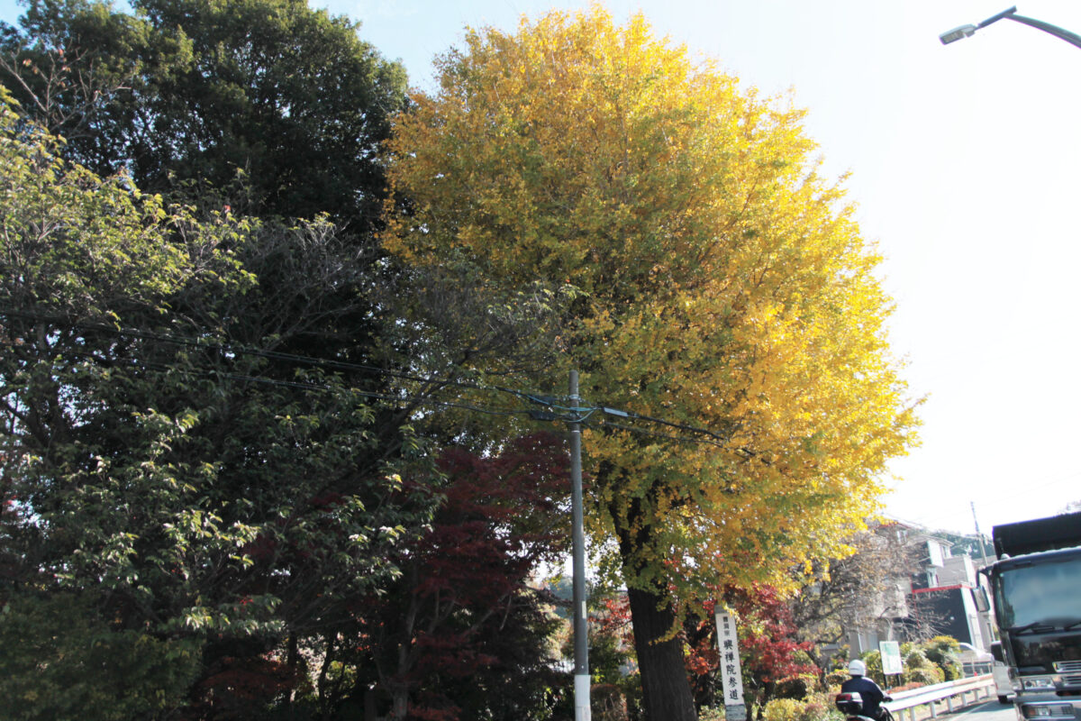 興禅院　川口