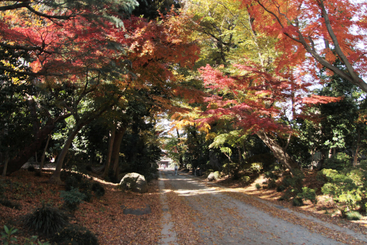 金剛寺　川口