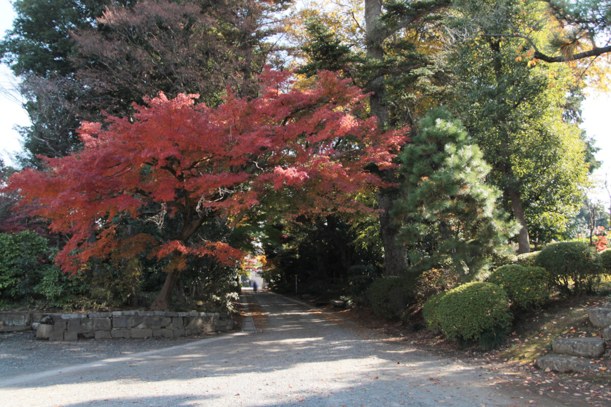 金剛寺　川口