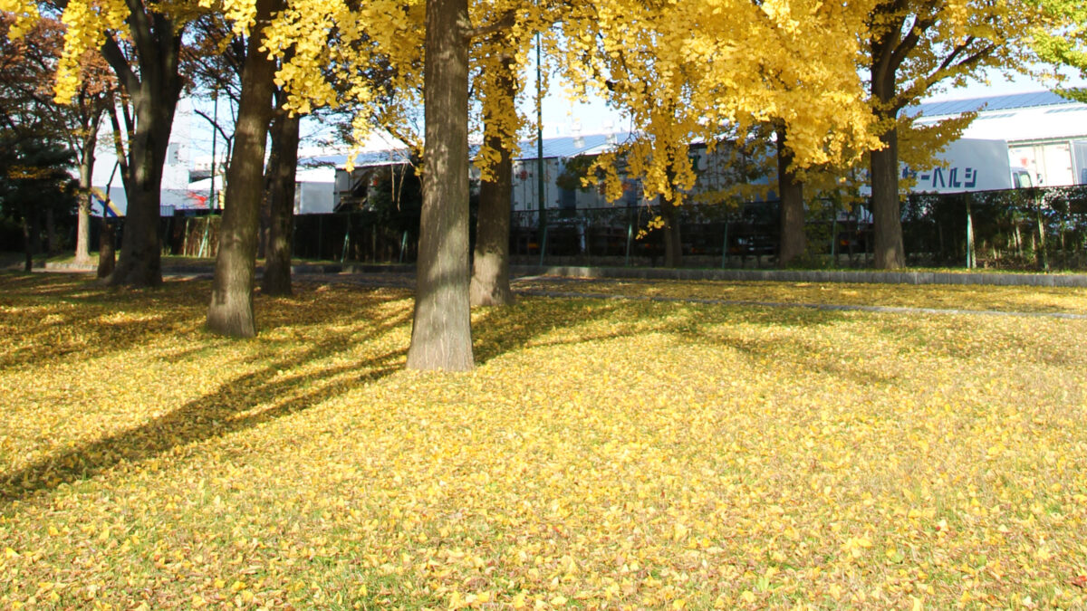 舎人公園 紅葉