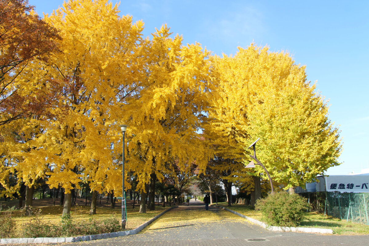 舎人公園 紅葉