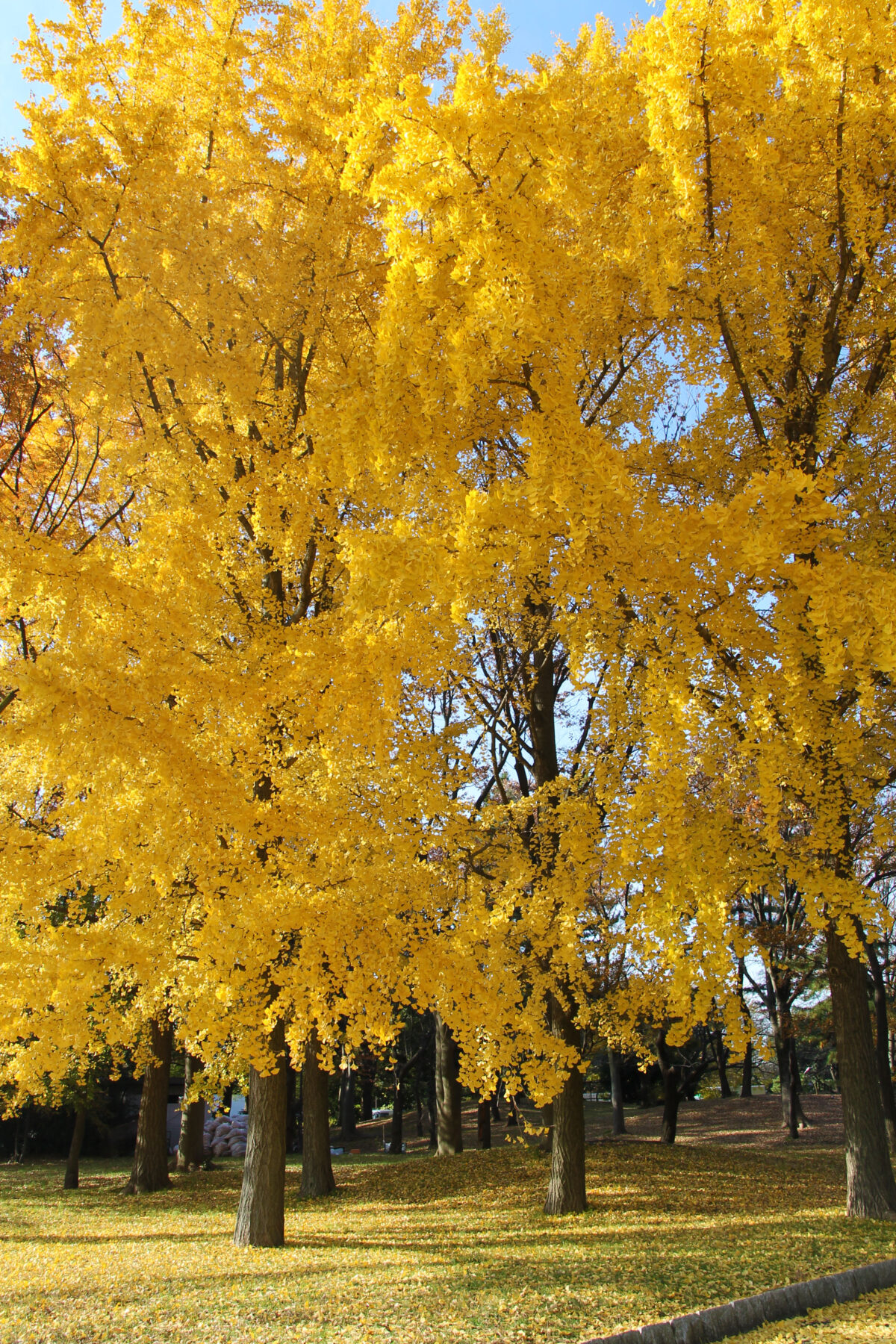 舎人公園 紅葉