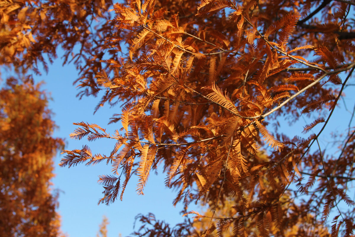 舎人公園 紅葉