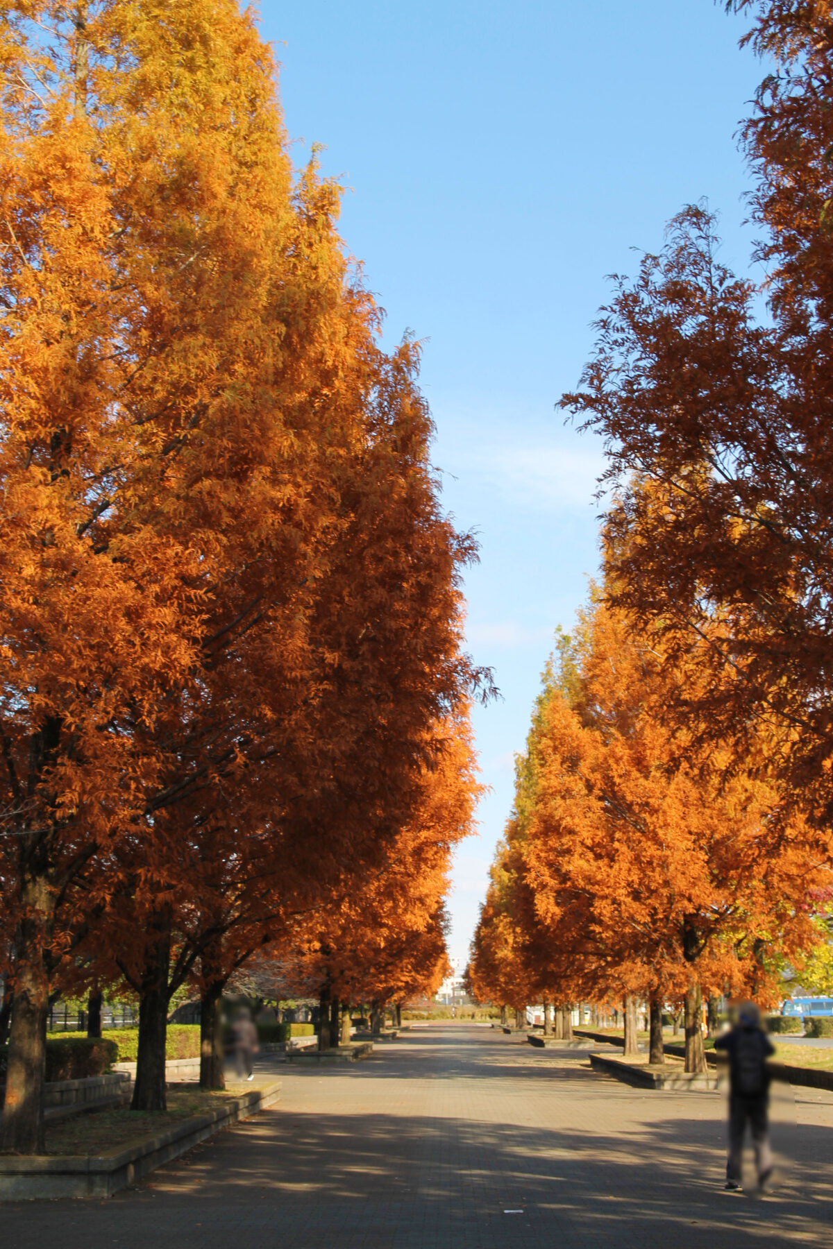 舎人公園 紅葉