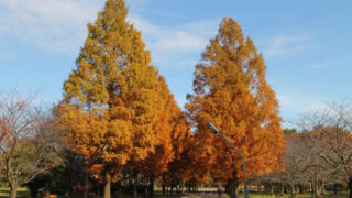 舎人公園 紅葉