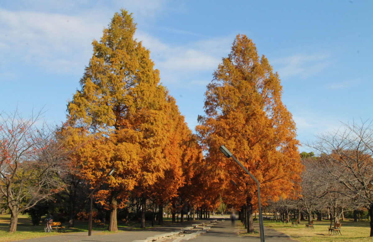 舎人公園 紅葉