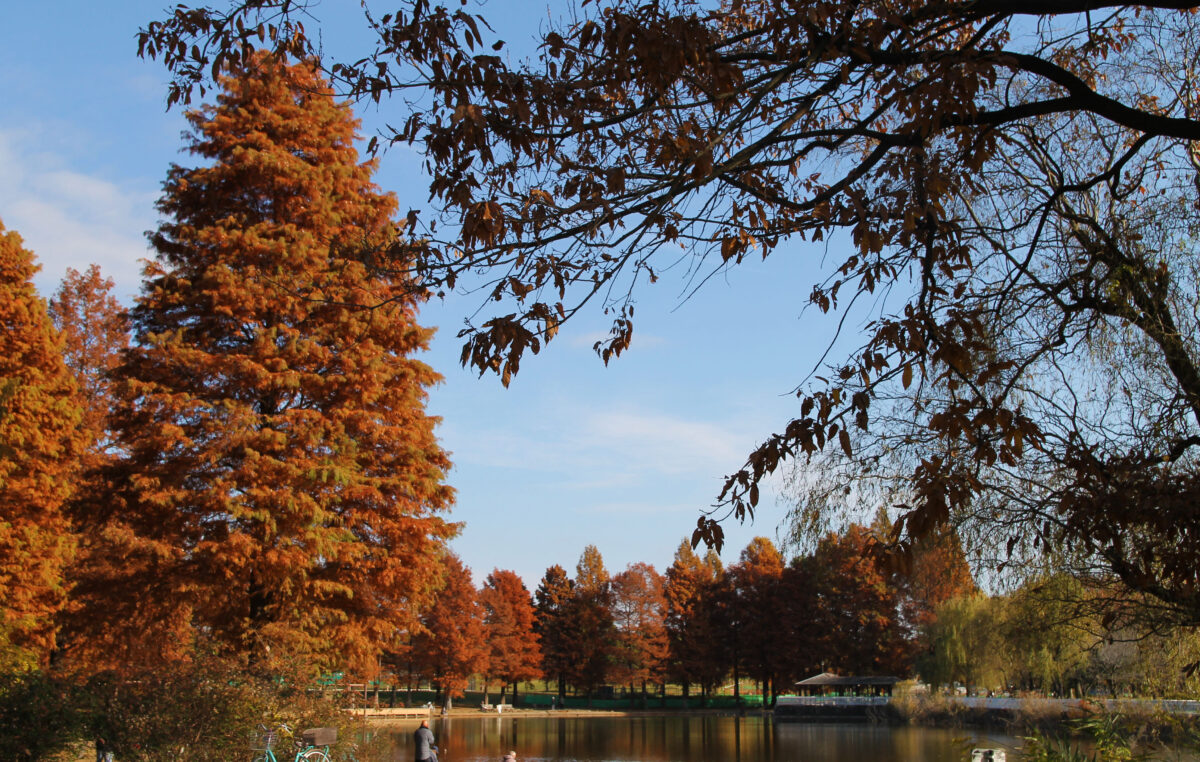 舎人公園 紅葉