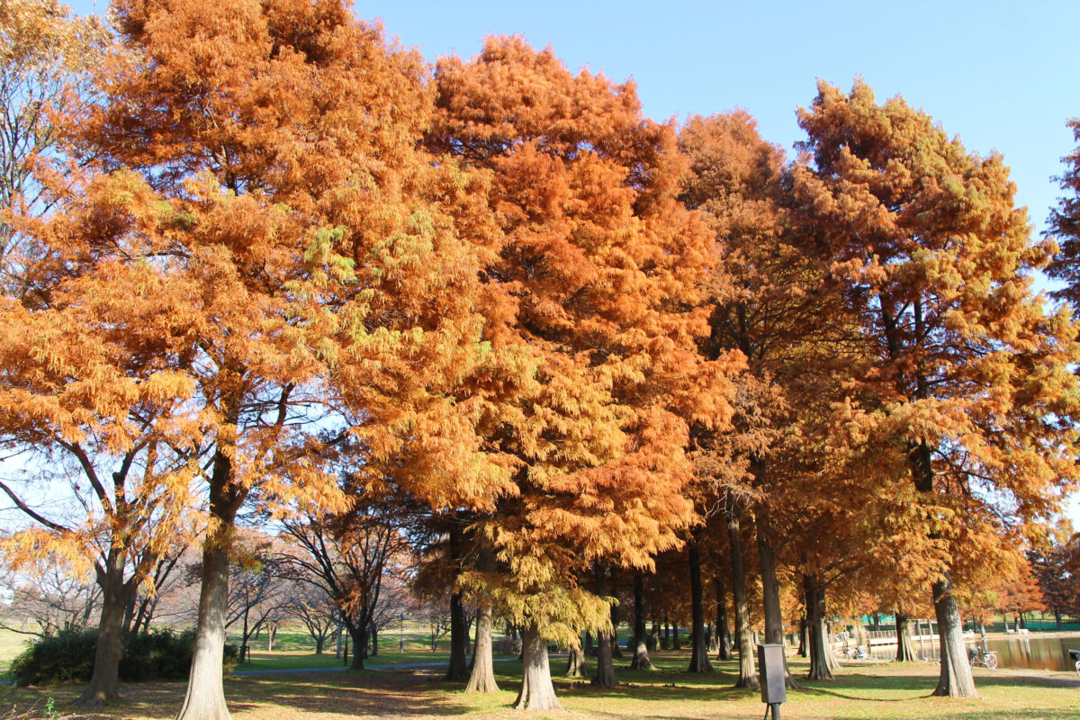 舎人公園 紅葉