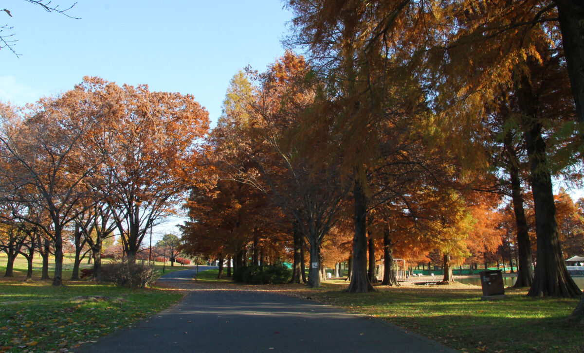 舎人公園 紅葉