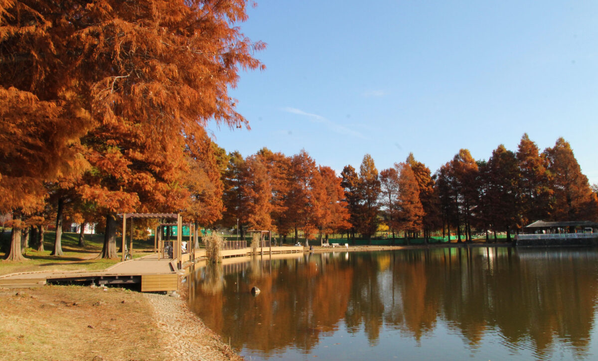 舎人公園 紅葉