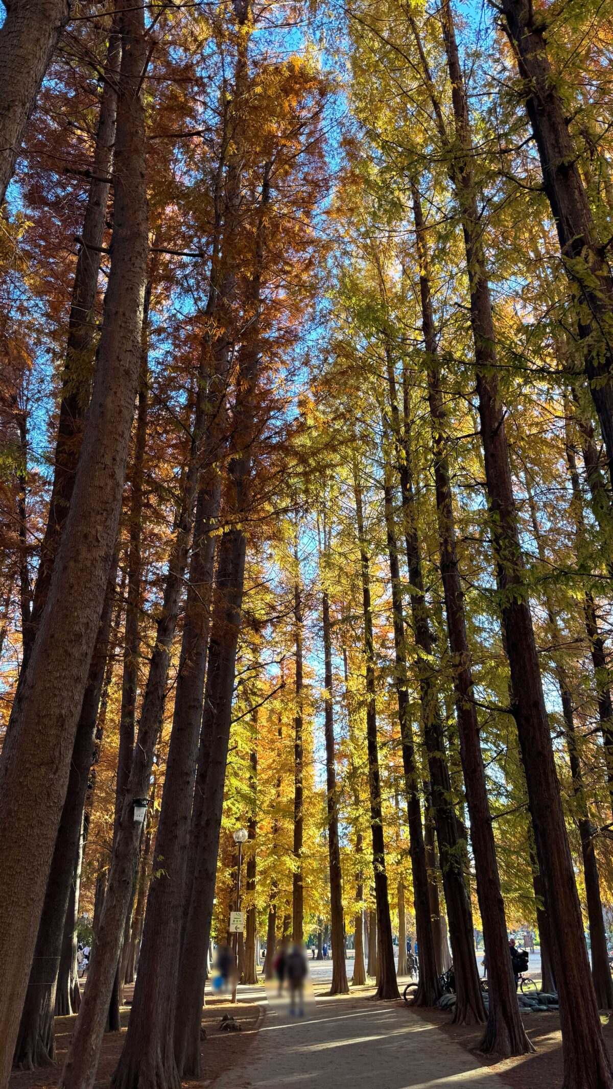 別所沼公園