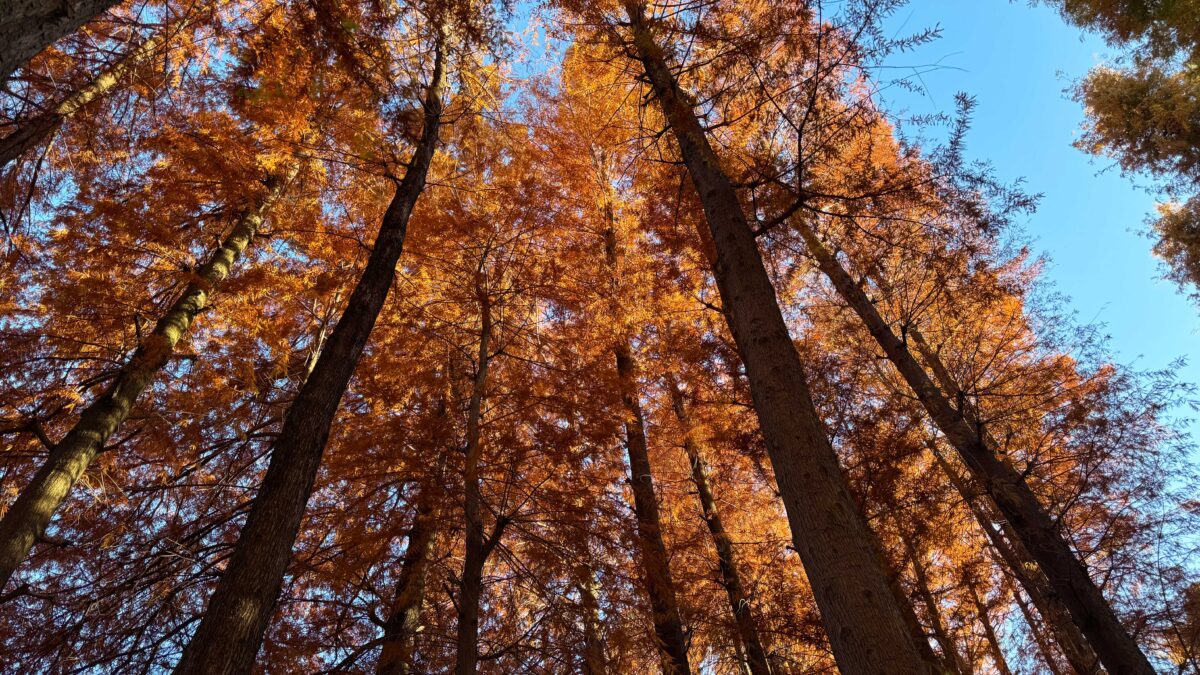 別所沼公園