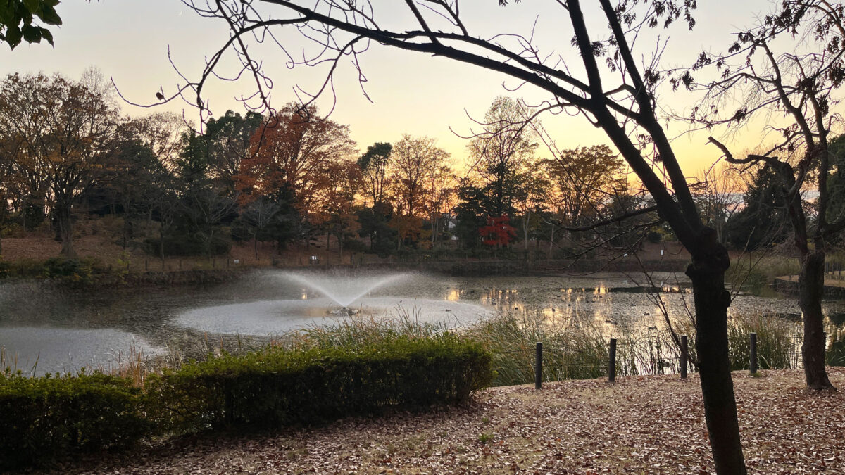 そうか公園　メタセコイア並木そうか公園　メタセコイア並木