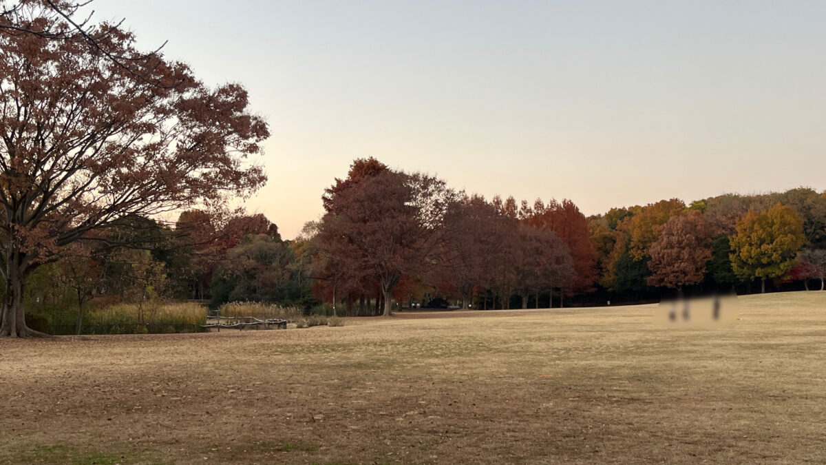 そうか公園　メタセコイア並木