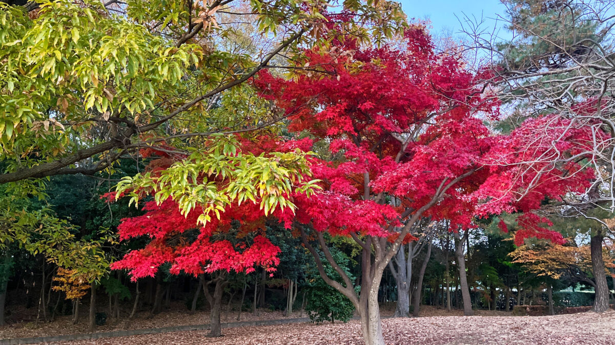 そうか公園　メタセコイア並木