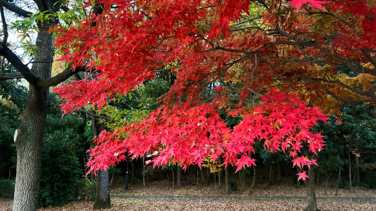 そうか公園　メタセコイア並木