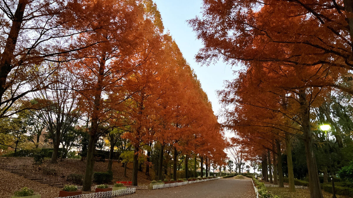 そうか公園　メタセコイア並木